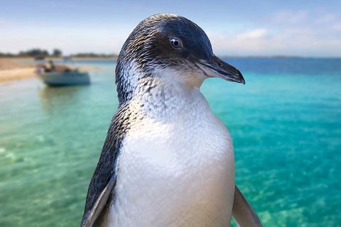 Full-Day Penguin Island & Fremantle Town - Accommodation VIC 0