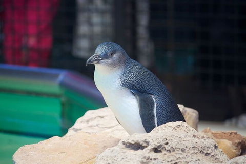 Full-Day Penguin Island & Fremantle Town - Accommodation VIC 5