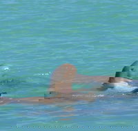 Snubfin Dolphin Eco Cruise from Broome - Accommodation VIC