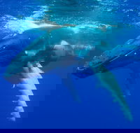 Dunsborough Whale Watching Eco Tour - Accommodation VIC