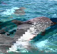 Half-Day Mandurah Canals  Dolphin Watch Tour - Accommodation VIC