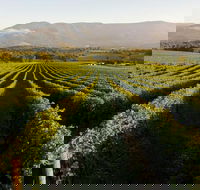 Half-Day Swan Valley Walk  Fruit Orchard - Accommodation VIC