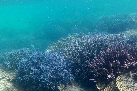 Abrolhos Island Half Day Fly And Flipper - Accommodation VIC 1