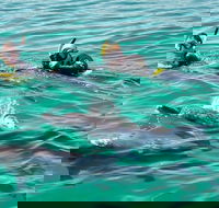 Swim with Dolphins Day Trip from Perth - Accommodation VIC