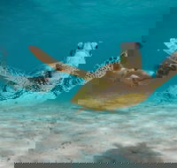 Turtle Eco Adventure Tour in Exmouth - Accommodation VIC