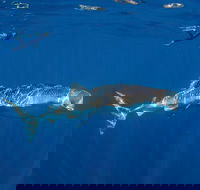 Private Whale Shark or Humpback Whale Swimming Tour - Accommodation VIC