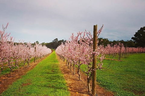 Small-Group Bickley Valley Wine Tour - Accommodation VIC 11