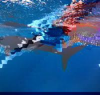 Swim with Whale Sharks- the largest fish in the world - Accommodation VIC