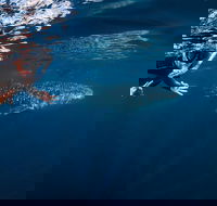 Deluxe WhaleShark Swim Tour on the Ningaloo Reef from Exmouth - Accommodation VIC