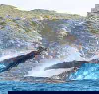 Jet Boat Whale Watching Safari from Dunsborough - Accommodation VIC