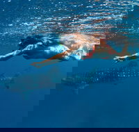 Swim with Whale Sharks - Ningaloo Reef - 3 Islands Whale Shark Dive - Accommodation VIC