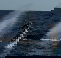 Perth Whale-Watching Cruise from Hillarys Boat Harbour - Accommodation VIC