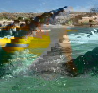 Penguin and Seal Island Kayak Tour - Accommodation VIC