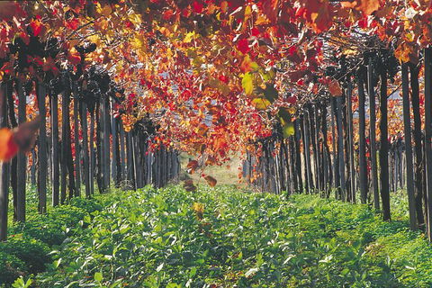 Margaret River Private Tour - Accommodation VIC 1
