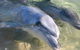 4-Day Coastal Loop Via Monkey Mia Wild Dolphins Kalbarri Pinnacles Perth Return - thumb 1