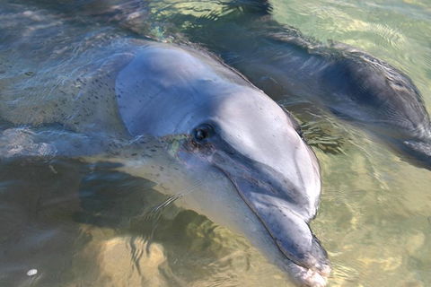 4-Day Coastal Loop Via Monkey Mia Wild Dolphins Kalbarri Pinnacles Perth Return - Accommodation VIC 1