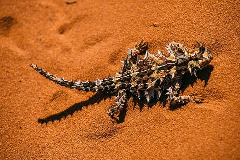 4-Day Coastal Loop Via Monkey Mia Wild Dolphins Kalbarri Pinnacles Perth Return - Accommodation VIC 3