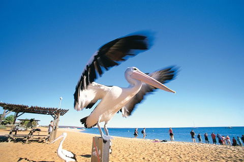 4-Day Coastal Loop Via Monkey Mia Wild Dolphins Kalbarri Pinnacles Perth Return - Accommodation VIC 12