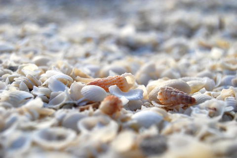 4-Day Coastal Loop Via Monkey Mia Wild Dolphins Kalbarri Pinnacles Perth Return - Accommodation VIC 7