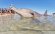 4-Day Coastal Loop Via Monkey Mia Wild Dolphins Kalbarri Pinnacles Perth Return - thumb 2