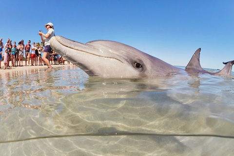 4-Day Coastal Loop Via Monkey Mia Wild Dolphins Kalbarri Pinnacles Perth Return - Accommodation VIC 2