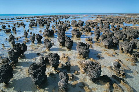 6-Day Coral Coaster From Perth To Exmouth One-Way Via Monkey Mia Ningaloo Reef - Accommodation VIC 7