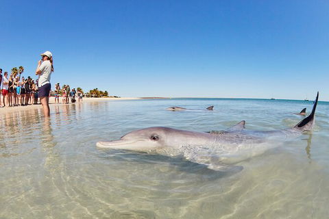 6-Day Coral Coaster From Perth To Exmouth One-Way Via Monkey Mia Ningaloo Reef - Accommodation VIC 9