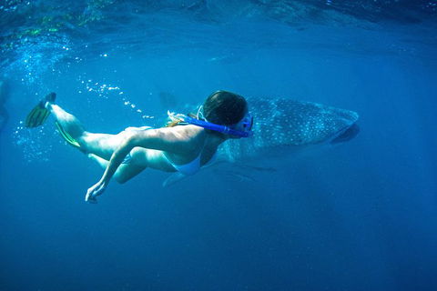 6-Day Coral Coaster From Perth To Exmouth One-Way Via Monkey Mia Ningaloo Reef - Accommodation VIC 10