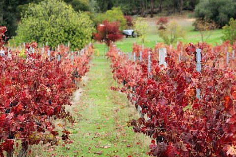 Cider, Wine & Cheese In The Perth Hills - Half-Day Premium Small Group Tour - Accommodation VIC 6