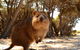 Pinnacles & Rottnest Island Scenic Air & Ground Tour - thumb 7