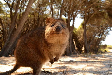 Pinnacles & Rottnest Island Scenic Air & Ground Tour - Accommodation VIC 7