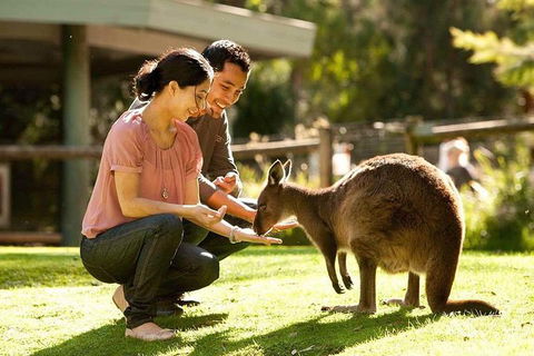 Very Best Of Perth Tour - Wildlife Park & City Highlights Tour - Accommodation VIC 0