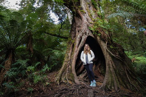Great Ocean Road Small-Group Ecotour From Melbourne - Accommodation VIC 32