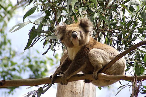 Great Ocean Road Small-Group Ecotour From Melbourne - Accommodation VIC 35