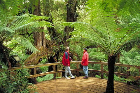 Great Ocean Road Small-Group Ecotour From Melbourne - Accommodation VIC 28