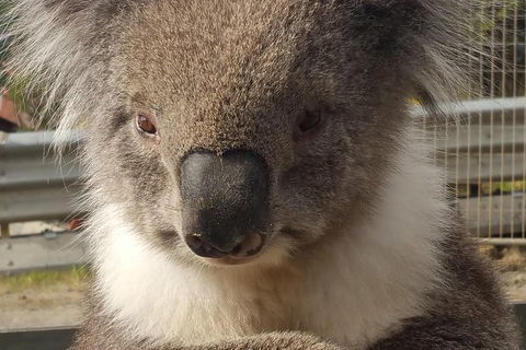 2 Day Great Ocean Road Tour From Melbourne - Accommodation VIC 12