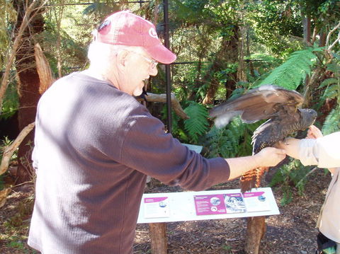 Puffing Billy Steam Train & Healesville Wildlife Sanctuary Tour From Melbourne - Accommodation VIC 9