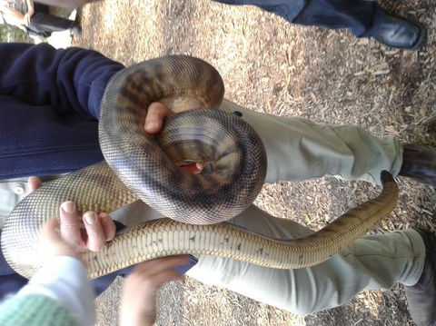 Puffing Billy Steam Train & Healesville Wildlife Sanctuary Tour From Melbourne - Accommodation VIC 6
