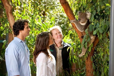 Puffing Billy Steam Train & Healesville Wildlife Sanctuary Tour From Melbourne - Accommodation VIC 14