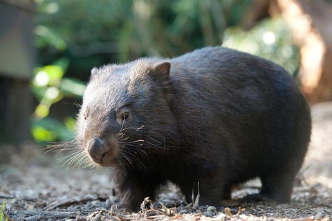 Puffing Billy Steam Train & Healesville Wildlife Sanctuary Tour From Melbourne - Accommodation VIC 20