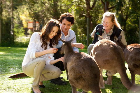 Puffing Billy Steam Train & Healesville Wildlife Sanctuary Tour From Melbourne - Accommodation VIC 15