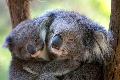 Puffing Billy Steam Train & Healesville Wildlife Sanctuary Tour From Melbourne - Accommodation VIC 18