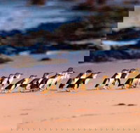 Phillip Island Penguin Parade Entry and Express Shuttle from Melbourne - Accommodation VIC