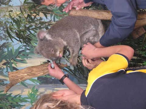 Phillip Island Tour From Melbourne - Accommodation VIC 11