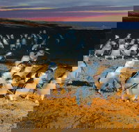 Phillip Island Tour from Melbourne - Accommodation VIC