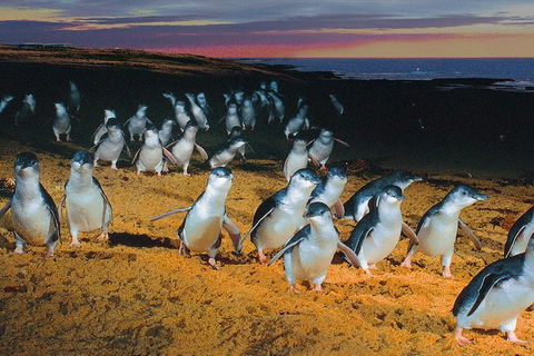 Phillip Island Tour From Melbourne - Accommodation VIC 0