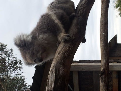 Phillip Island Tour From Melbourne - Accommodation VIC 23