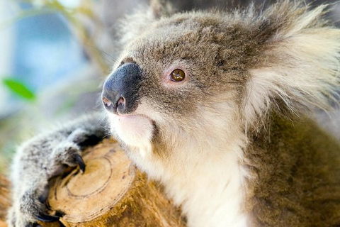 Phillip Island Tour From Melbourne - Accommodation VIC 1