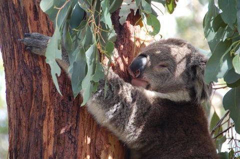 Phillip Island Tour From Melbourne - Accommodation VIC 3