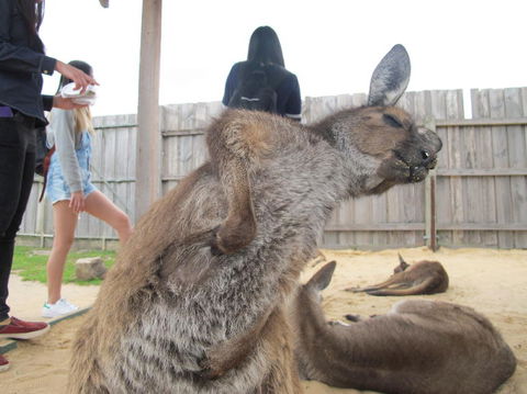Phillip Island Tour From Melbourne - Accommodation VIC 10